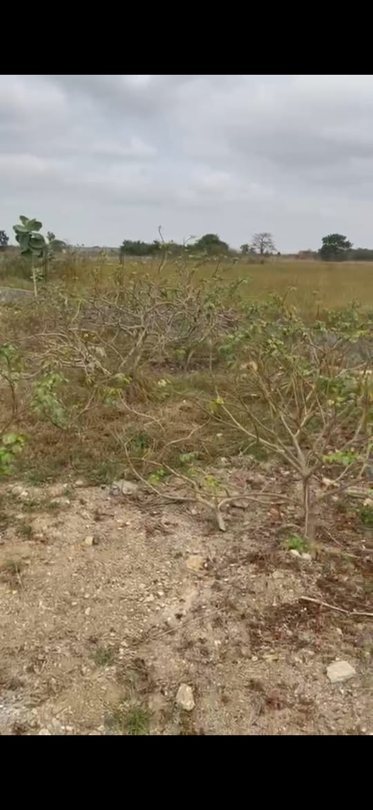 One Plot of Land for Sale